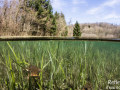 Crapaud commun © Anne-Cécile Monnier