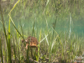 Crapaud commun © Anne-Cécile Monnier