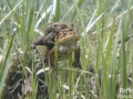 Crapaud commun © Anne-Cécile Monnier