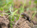 Crapaud sonneur à ventre jaune © Anne-Cécile Monnier