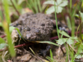 Crapaud sonneur à ventre jaune © Anne-Cécile Monnier
