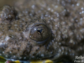 Crapaud sonneur à ventre jaune © Anne-Cécile Monnier