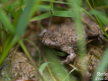 Crapaud sonneur à ventre jaune © Anne-Cécile Monnier