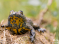 Crapaud sonneur à ventre jaune © Anne-Cécile Monnier