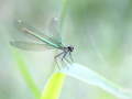 Demoiselle © Anne-Cécile Monnier