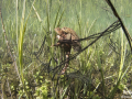 Crapaud commun © Anne-Cécile Monnier