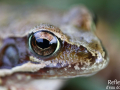 Grenouille rousse © Anne-Cécile Monnier