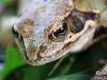 Grenouille rousse © Anne-Cécile Monnier