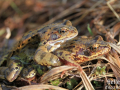 Grenouille rousse © Anne-Cécile Monnier