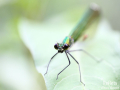 Demoiselle © Anne-Cécile Monnier