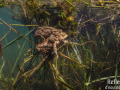 Crapaud commun © Anne-Cécile Monnier