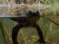 Crapaud commun © Anne-Cécile Monnier
