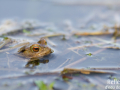 Crapaud commun © Anne-Cécile Monnier