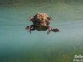 Crapaud commun © Anne-Cécile Monnier
