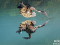 Crapaud commun © Anne-Cécile Monnier