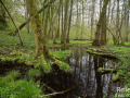 Ruisseau forestier en vallée de la Marne (52) © Anne-Cécile Monnier