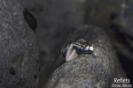 Cabot bouche ronde, Ile de la Réunion