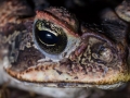 Crapaud buffle (Rhinella marina) - Guyane