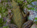 Atélope de Guyane (Atelopus flavescens)
