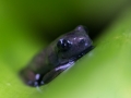 Juvénile d'Ostéocéphale (Osteocephalus sp) - Guyane