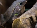 Crapaud perlé (Rhinella cf. margaritifera) - Guyane