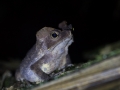 Crapaud perlé (Rhinella cf. margaritifera) - Guyane