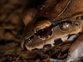 Leptodactyle sp (Leptodactylus sp) - Guyane