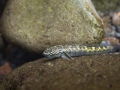 Cabot bouche ronde, Ile de la Réunion