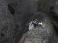 Cabot bouche ronde, Ile de la Réunion