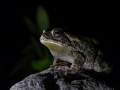 Crapaud, Ile de la Réunion