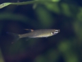 Pyrrhulina filamentosa - Guyane