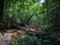 Crique Popote - Guyane