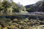 La rivière des marsouins, Ile de la Réunion