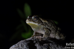 Crapaud, Ile de la Réunion