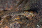 Têtards - Guyane