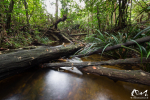 Crique - Guyane