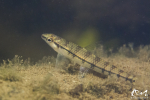 Characidium zebra - Guyane
