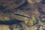 Krobia aff. guianensis - Guyane