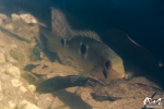 Krobia aff. guianensis - Guyane