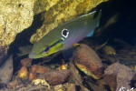 Crenicichla saxatilis femelle - Guyane