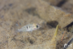 Krobia aff. guianensis - Guyane