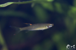 Pyrrhulina filamentosa - Guyane