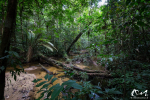 Crique Popote - Guyane