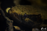 Hoplias malabrichus - Guyane