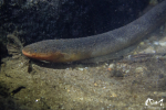 Electrophorus electricus - Guyane