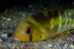 Krobia aff. guianensis - Guyane