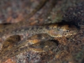 Têtards - Guyane