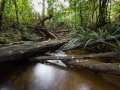 Crique - Guyane