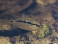 Krobia aff. guianensis - Guyane