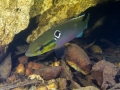 Crenicichla saxatilis femelle - Guyane